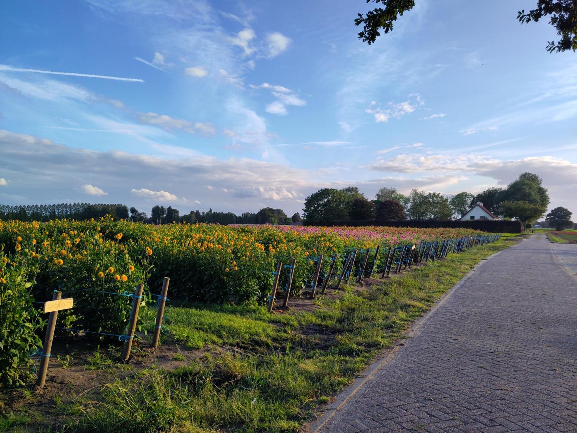 Bed and Breakfast 'T Voske Zundert Екстер'єр фото